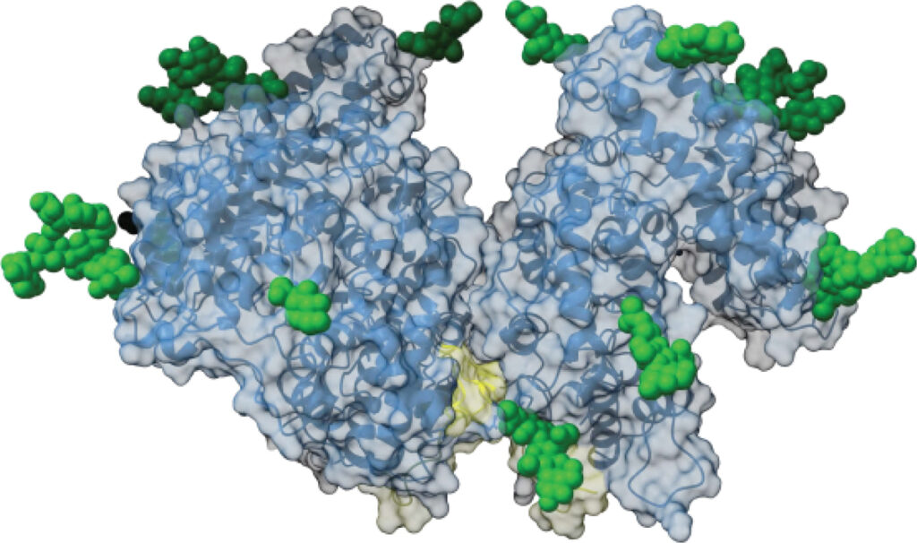 A dimer of Angiotensin Converting Enzyme, the key to blood pressure control - drawn by Lizelle Lubbe - UCT